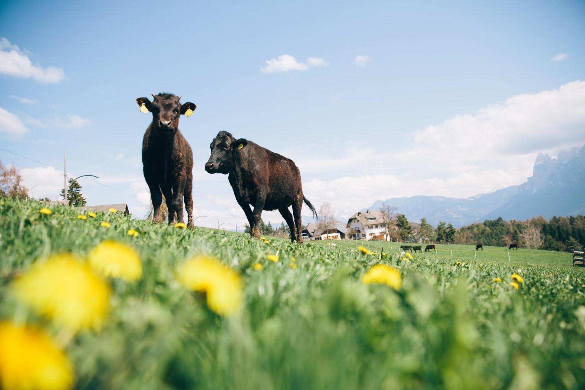Alpin Farm Linde - Oberweidacherhof Collalbo Kültér fotó
