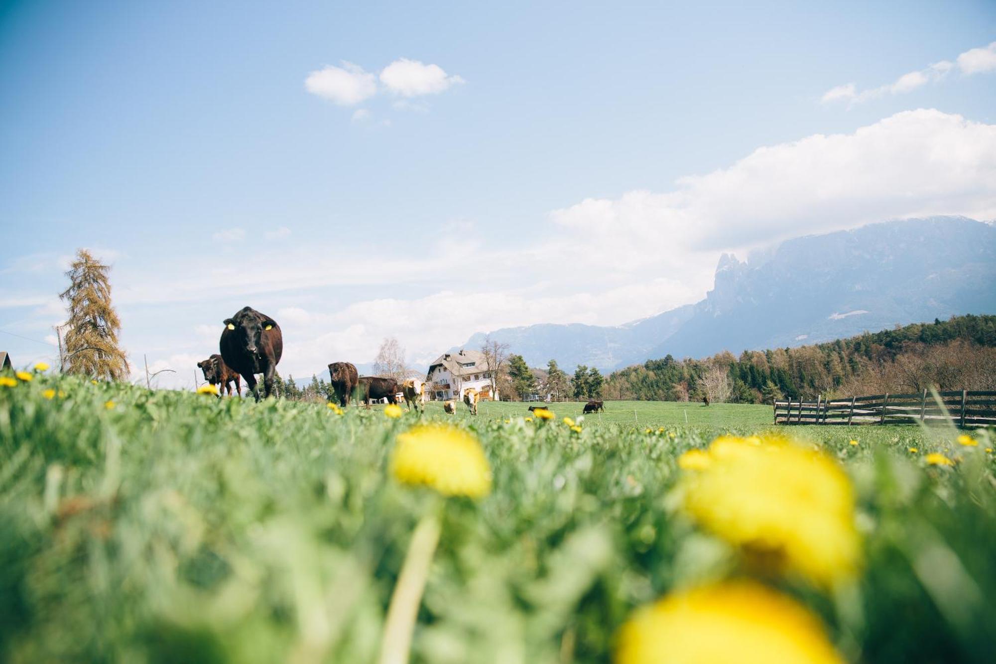 Alpin Farm Linde - Oberweidacherhof Collalbo Kültér fotó